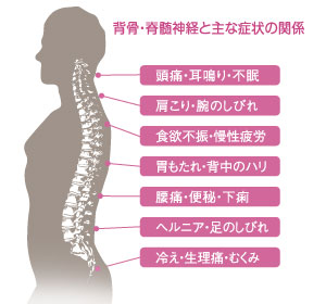 背骨・脊髄神経と主な症状の関係